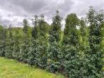 Portugese laurier, Tuin en Terras, Planten | Struiken en Hagen, Ophalen, Laurier, Haag, 100 tot 250 cm