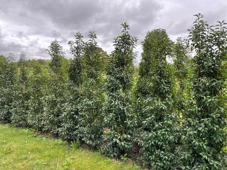 Portugese laurier, Tuin en Terras, Planten | Struiken en Hagen, Haag, Laurier, 100 tot 250 cm, Ophalen