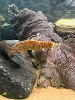 Botia lohachata, Dieren en Toebehoren, Vis, Zoetwatervis