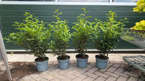 Portugese laurier 80/90 hoog, Tuin en Terras, Planten | Struiken en Hagen, Laurier, 100 tot 250 cm, Ophalen