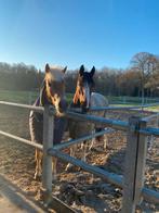 Gezocht: landje om te huren