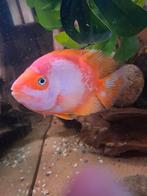 Parrot Cichlid x Midascichlide, Dieren en Toebehoren, Vissen | Aquariumvissen, Vis