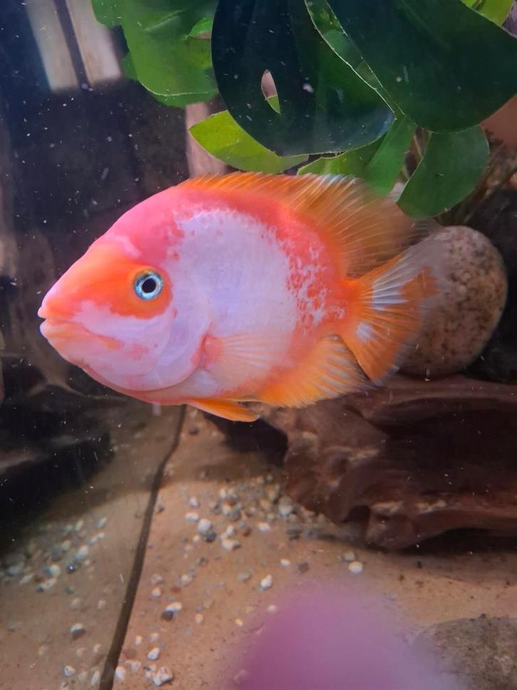 Parrot Cichlid x Midascichlide, Dieren en Toebehoren, Vissen | Aquariumvissen, Vis