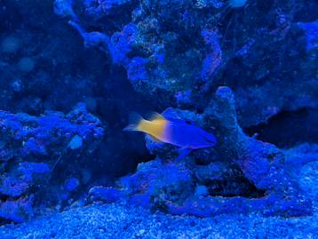 Gamma loreto 2x beschikbaar voor biedingen