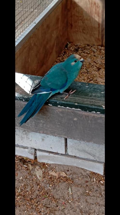 3 blauwe kakarikie poppen., Dieren en Toebehoren, Vogels | Parkieten en Papegaaien, Parkiet, Vrouwelijk, Geringd