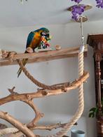 Blauw geel ara man met javaboom, Dieren en Toebehoren, Vogels | Parkieten en Papegaaien, Mannelijk, Papegaai