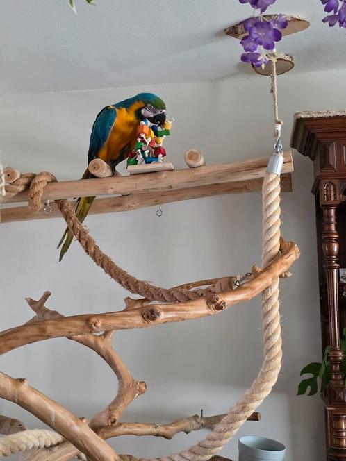 Blauw geel ara man met javaboom, Dieren en Toebehoren, Vogels | Parkieten en Papegaaien, Papegaai, Mannelijk