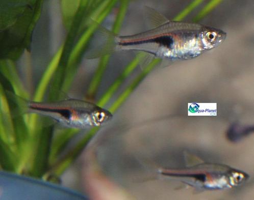 Kegelvlek Barbeel "Hengeli", Dieren en Toebehoren, Vissen | Aquariumvissen, Zoetwatervis, Vis, Schoolvis