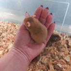 Baby GoudHamsters, Hamster, Augustus, Mannelijk, Tam