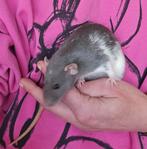 2 ratjes, Dumbo dames, Dieren en Toebehoren, Rat, Juli, Vrouwelijk, Tam