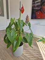 Anthurium rood, flamingoplant, goedverzorgd, Ophalen