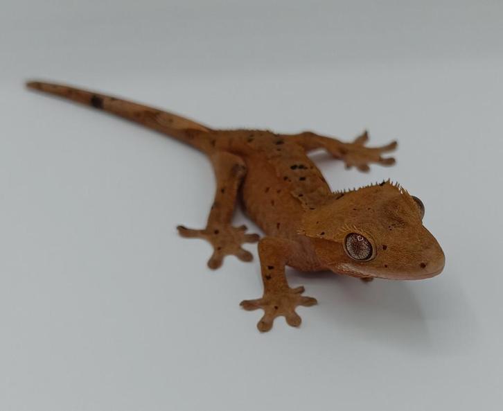 Wimpergekko vrouw superdalmatian