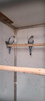 Koppel blauwe rosella's, Dieren en Toebehoren, Meerdere dieren, Parkiet, Geringd