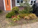 Japanse tuin te koop  siergras hulst pinus, Tuin en Terras, Planten | Bomen, Ophalen of Verzenden, Herfst, Halfschaduw, Overige soorten