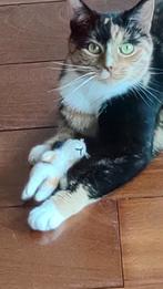 Hoorn De Zwarte kat oppasservice voor huisdieren, Dieren en Toebehoren, Katten en Kittens | Overige Katten, Meerdere dieren