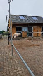 Binnenkort plek vrij voor paard, Weidegang