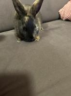 3 baby konijntjes te koop, Dieren en Toebehoren, Meerdere dieren, Middelgroot, 0 tot 2 jaar
