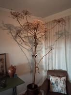 Mooie grote berenklauw bereklauw, Huis en Inrichting, Woonaccessoires | Droogbloemen, Ophalen, Zo goed als nieuw