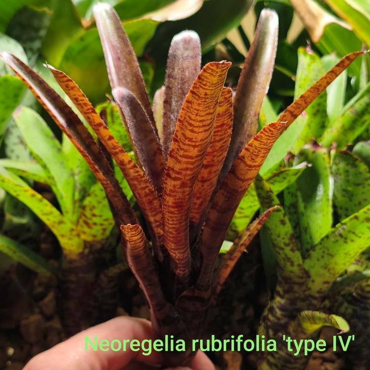 Neoregelia rubrifolia 'type IV', Dieren en Toebehoren, Reptielen en Amfibieën, Amfibie, 0 tot 2 jaar