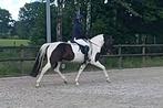 Super brave dressuur merrie., Dieren en Toebehoren, Paarden, Merrie, Dressuurpaard