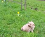 Swiebertje, pup, reu,  Keeshond, Wolfsgrauw, Dieren en Toebehoren, Meerdere, Keeshond, 8 tot 15 weken, Meerdere dieren