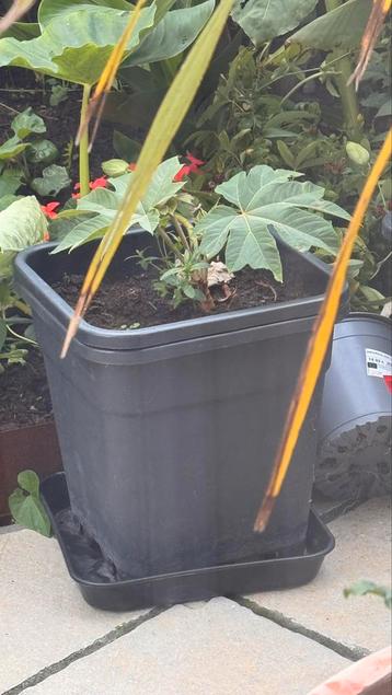 tetrapanax papyrifer rex tropische plant jungle beschikbaar voor biedingen
