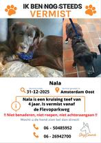 Nala vermist!!, Dieren en Toebehoren, Hond