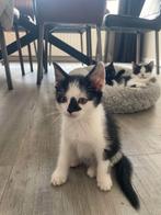Lieve kittens, Dieren en Toebehoren, Meerdere dieren, Ontwormd