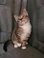 Lief tabby wit katertje, Dieren en Toebehoren, Katten en Kittens | Overige Katten, Meerdere dieren, Kortharig, 0 tot 2 jaar