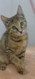 Zeer leuke lieve kittens, 4+5 mnd gesterilis/chip/ ingeent, Dieren en Toebehoren, Katten en Kittens | Overige Katten, Meerdere dieren