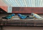 Splendid parkieten aqua., Dieren en Toebehoren, Vogels | Parkieten en Papegaaien, Meerdere dieren, Parkiet