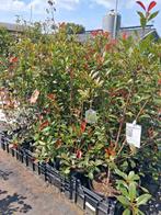 Photinia fraseri carre rouge, glansmispel 125 cm hoog, Ophalen of Verzenden, Overige soorten, Struik, 100 tot 250 cm
