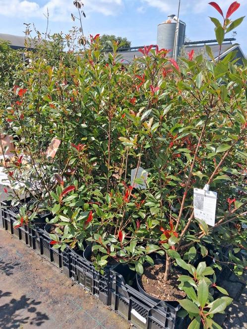 Photinia fraseri carre rouge, glansmispel 125 cm hoog, Tuin en Terras, Planten | Struiken en Hagen, Struik, Overige soorten, 100 tot 250 cm