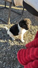 Friese stabij pup, Dieren en Toebehoren, Honden | Retrievers, Spaniëls en Waterhonden, CDV (hondenziekte), 8 tot 15 weken, Eén hond