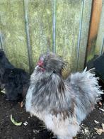 Zijdehoender haan gratis, Mannelijk, Kip