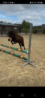 Bijrijder gezocht, Dieren en Toebehoren, Ophalen of Verzenden