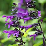 Te koop: salvia ‘Amistad’ stekken, Ophalen, Vaste plant, Overige soorten