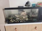 3 schildpadden en aquarium te koop, Dieren en Toebehoren, Ophalen, Gebruikt, Terrarium of Paludarium