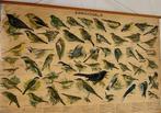 schoolplaat met afbeeldingen van 57 zangvogels, Ophalen of Verzenden, Natuur en Biologie