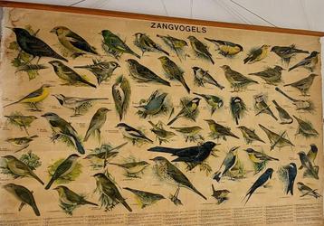 schoolplaat met afbeeldingen van 57 zangvogels beschikbaar voor biedingen