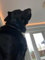 Wij zoeken een lieve oppas een dierenvriend die onze hond, Ophalen of Verzenden