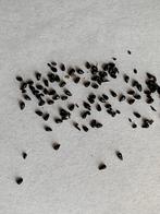 Venusvliegenvanger Zaden - Vleesetende Plant, Ophalen of Verzenden, Gehele jaar, Volle zon, Zaad