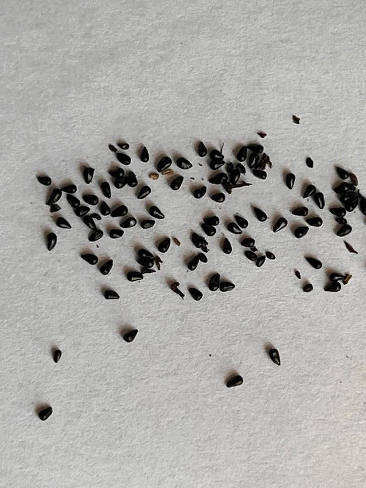 Venusvliegenvanger Zaden - Vleesetende Plant, Tuin en Terras, Bloembollen en Zaden, Zaad, Gehele jaar, Volle zon, Ophalen of Verzenden