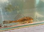 2 pleco’s, Dieren en Toebehoren, Vissen | Aquariumvissen, Vis