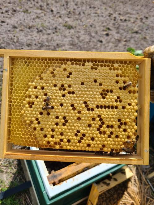 Buckfast F1 2025 miniplus, Dieren en Toebehoren, Insecten en Spinnen, Bijen