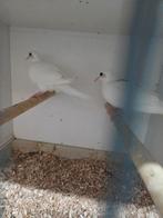 Witte senegal duiven, Dieren en Toebehoren, Vogels | Duiven, Meerdere dieren, Overige soorten