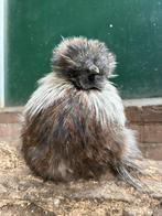 Kwek, zijdehoen haan, Dieren en Toebehoren, Pluimvee, Mannelijk, Kip