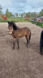 Hackney veulen pony, Hengst, 0 tot 2 jaar, A pony (tot 1.17m), Recreatiepony