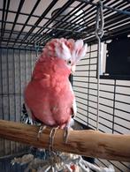 Rosé kaketoe tam, man, 2021, Dieren en Toebehoren, Vogels | Parkieten en Papegaaien, Mannelijk, Papegaai, Tam