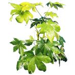 Fatsia Japonica - Vingerplant g96145, Tuin en Terras, Planten | Tuinplanten, Ophalen of Verzenden